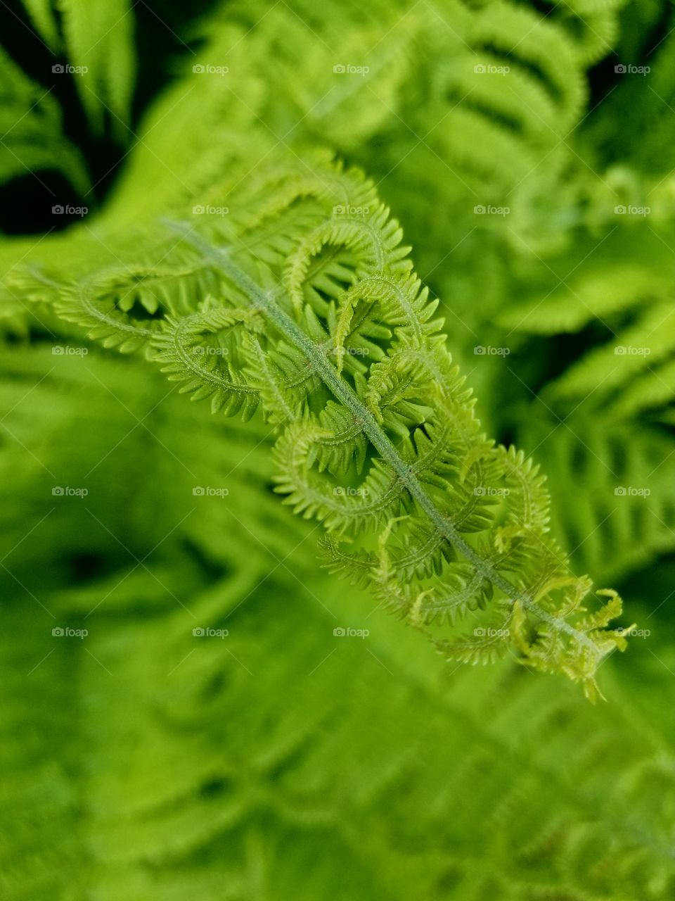 Knitted Fern