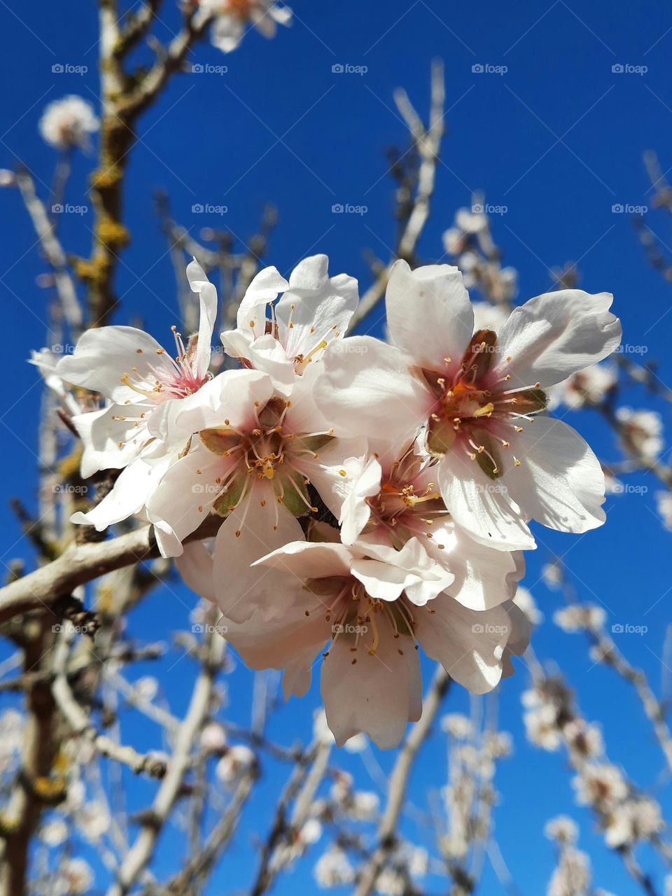 Close-up of a group of almond blossoms, more flowers at the almond tree can be seen. Blue sky at the background. Majorca landscape