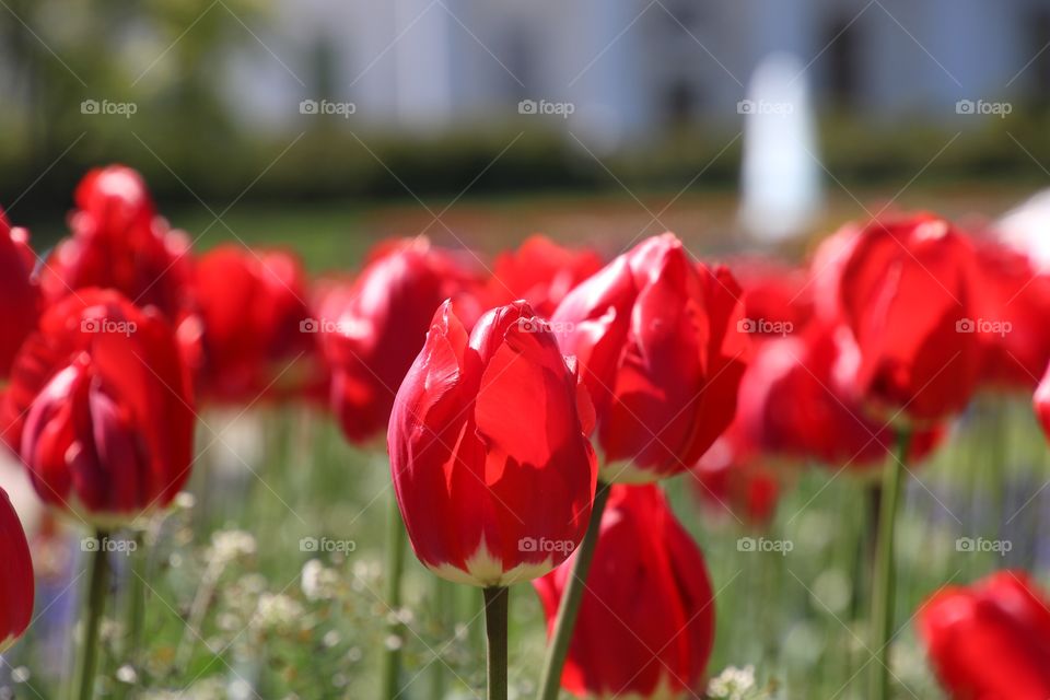 Close-up of red blooming tulips