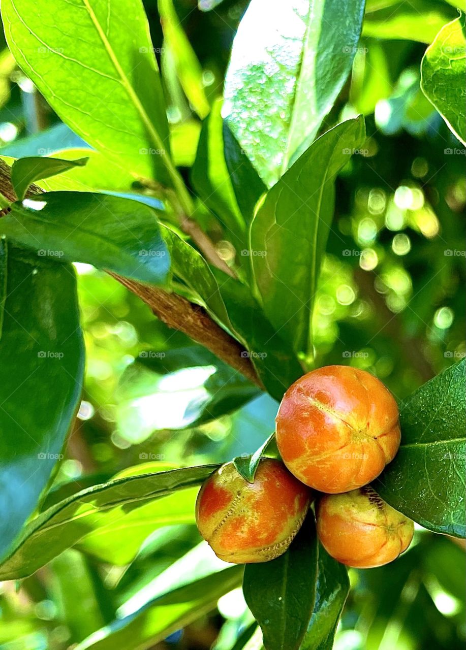 Berries