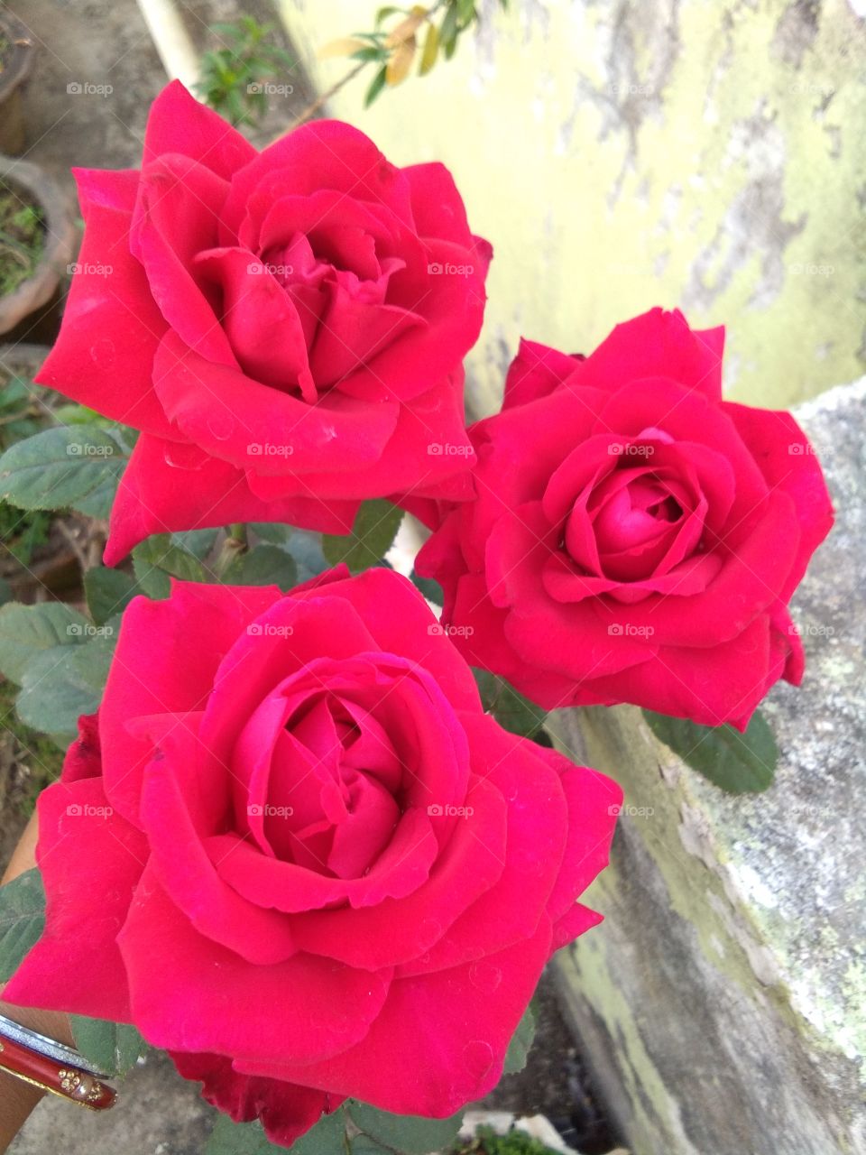 gorgeous red roses