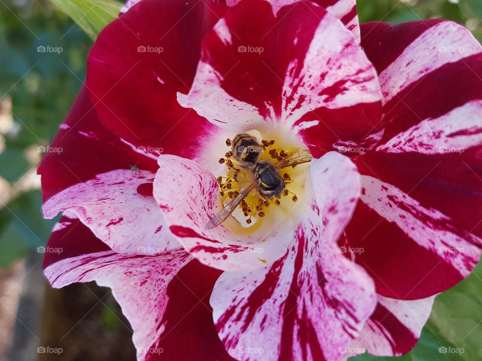 Close-up of bee pollinating on red flower