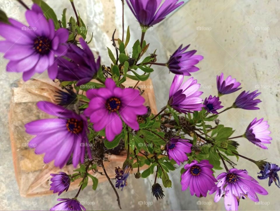 Flowers- magenta flowers-beautiful flowers