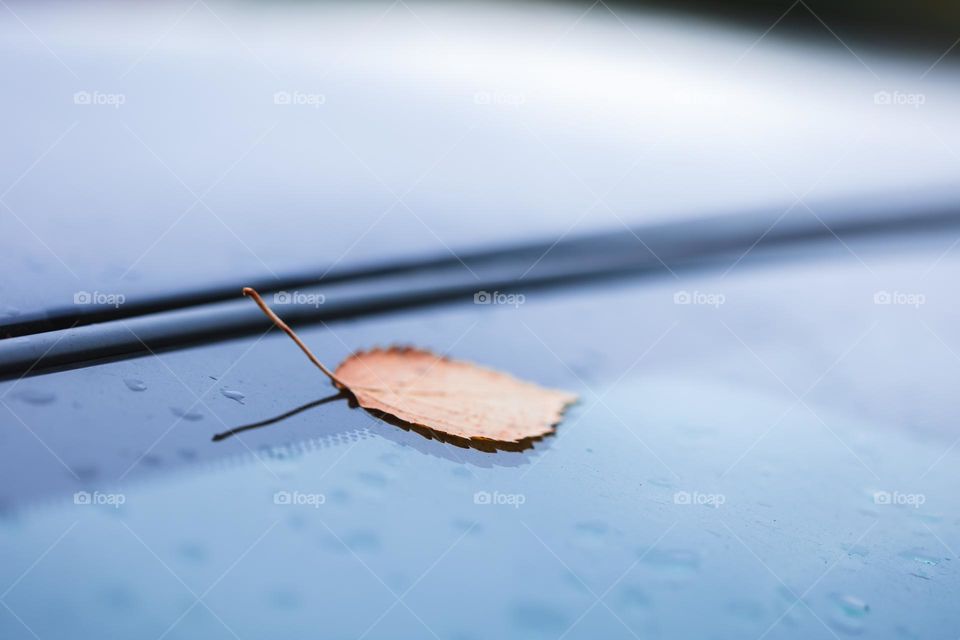 A portrait of an orange fallen birch autumn leaf lying on a windshield of a parked car during fall season.