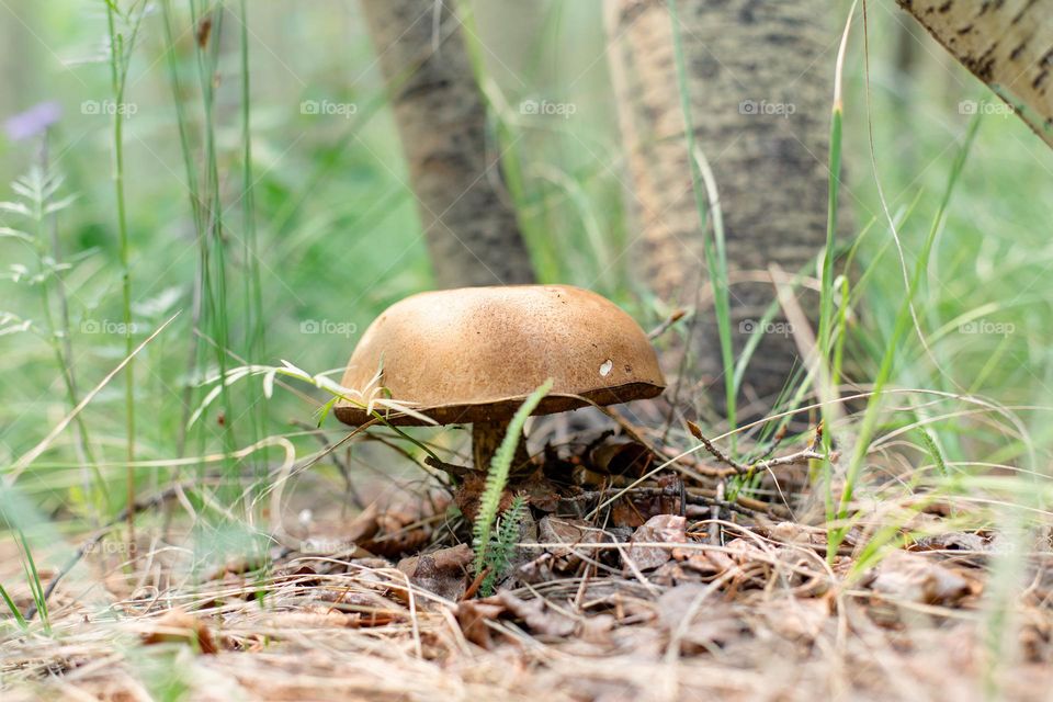 Mushroom