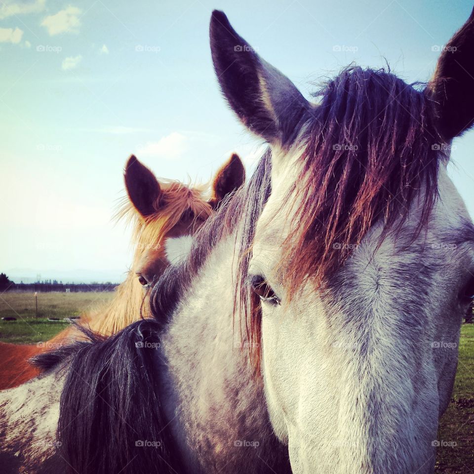 Wild Horses. A wild mustang and a reservation pony