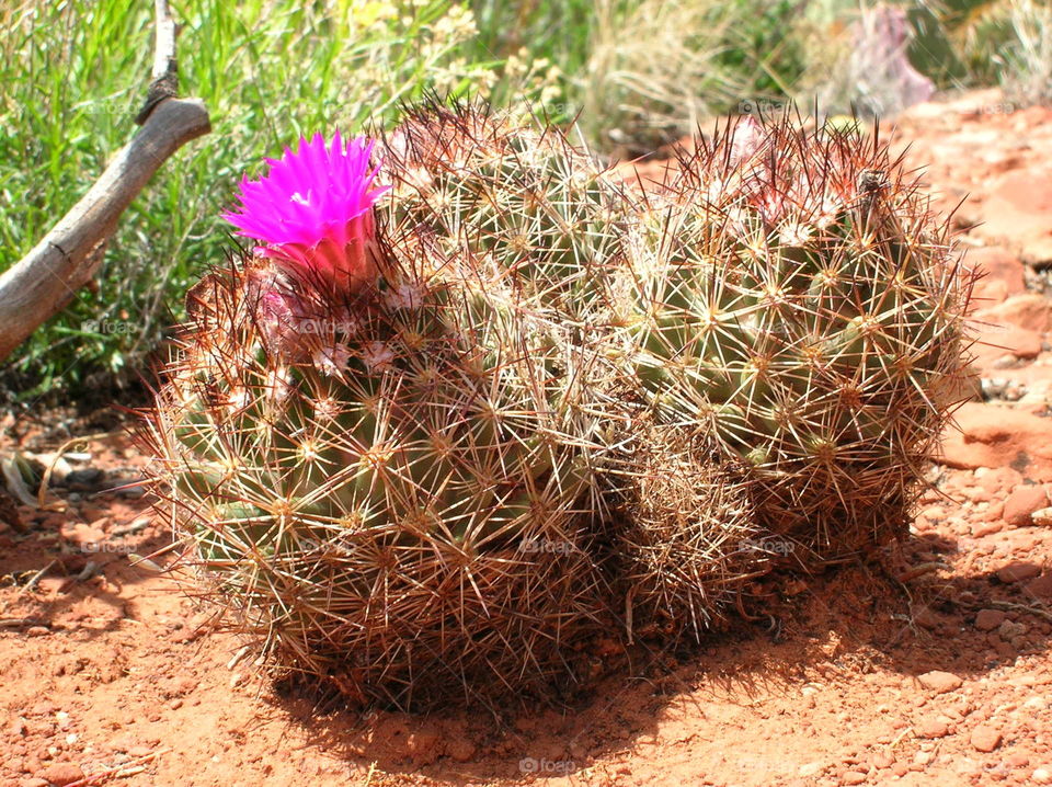 Cactus Flower. pink cactus flower