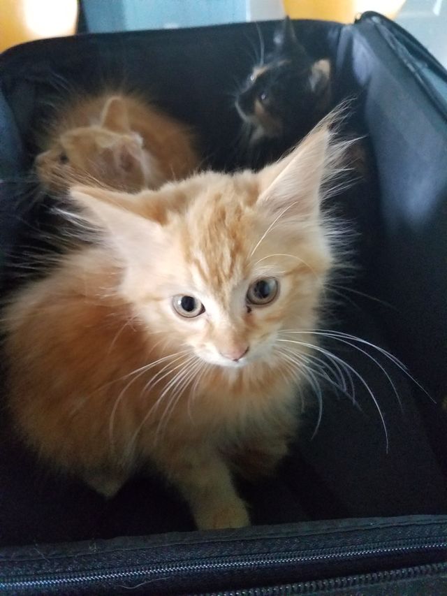 pretty fluffy kitty