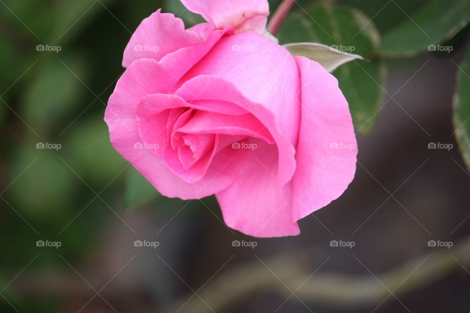 Pink rose