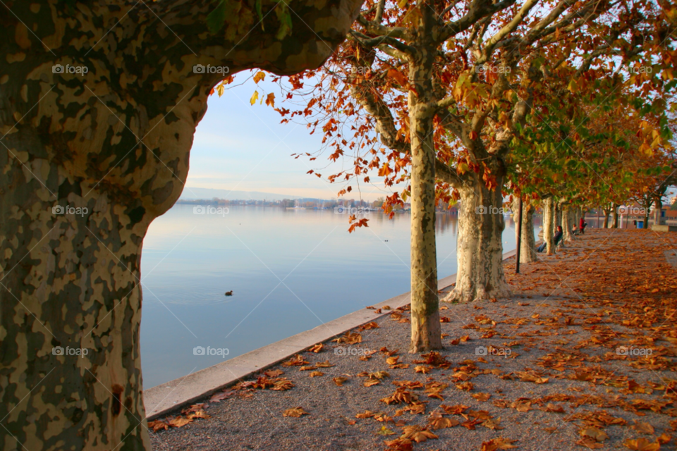 landscape nature travel tree by cmosphotos