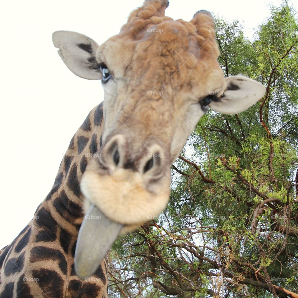 Giraffe wanting to give kisses 