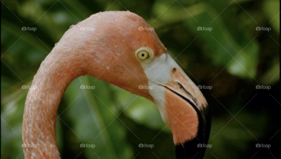 Pink Flamingo