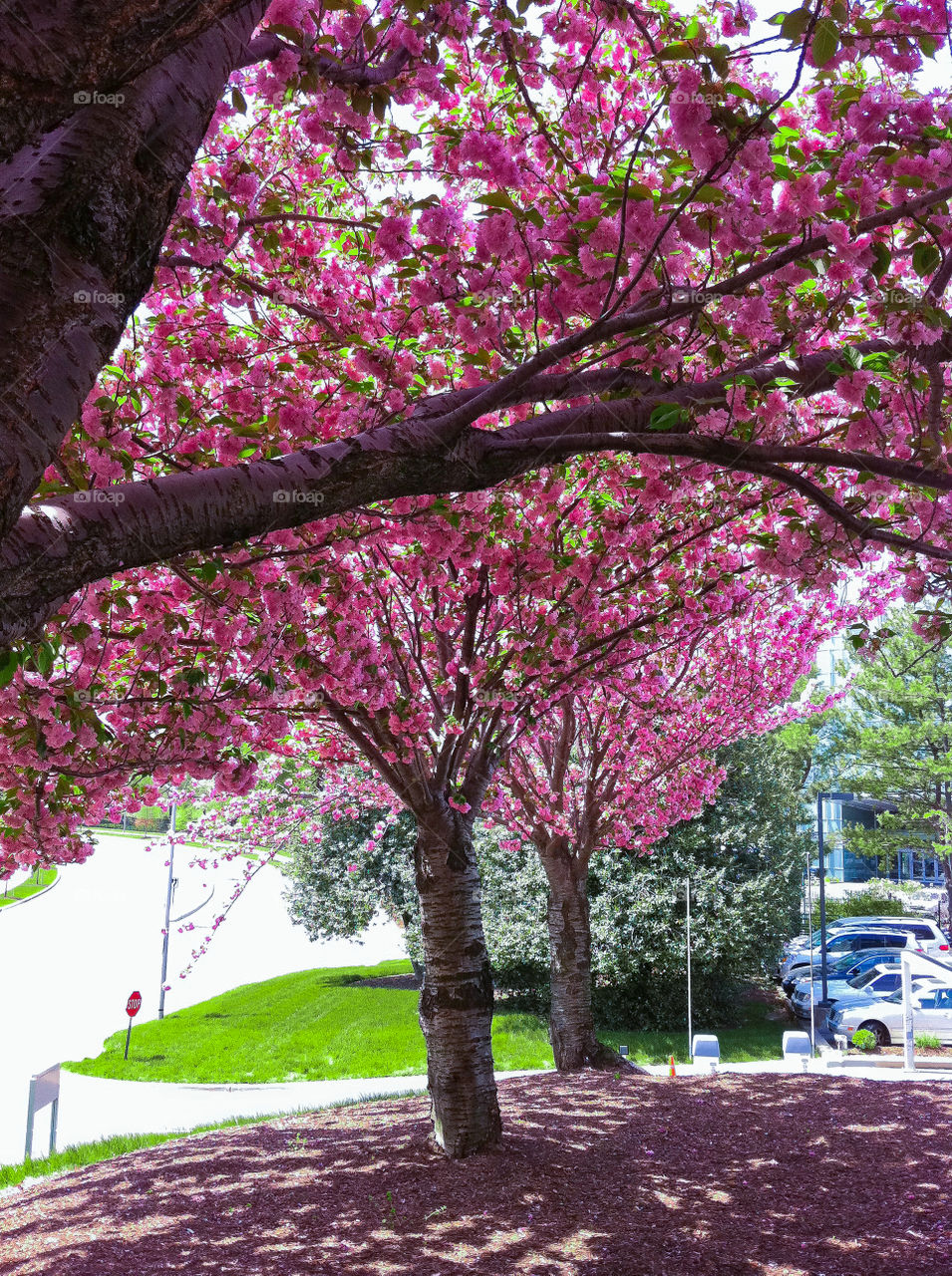 Kwanzan Cherry Trees in Bethesda Maryland