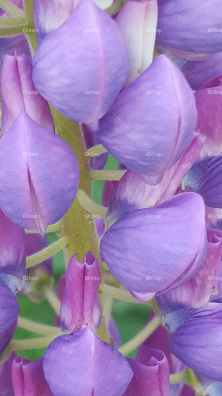 purple lupine