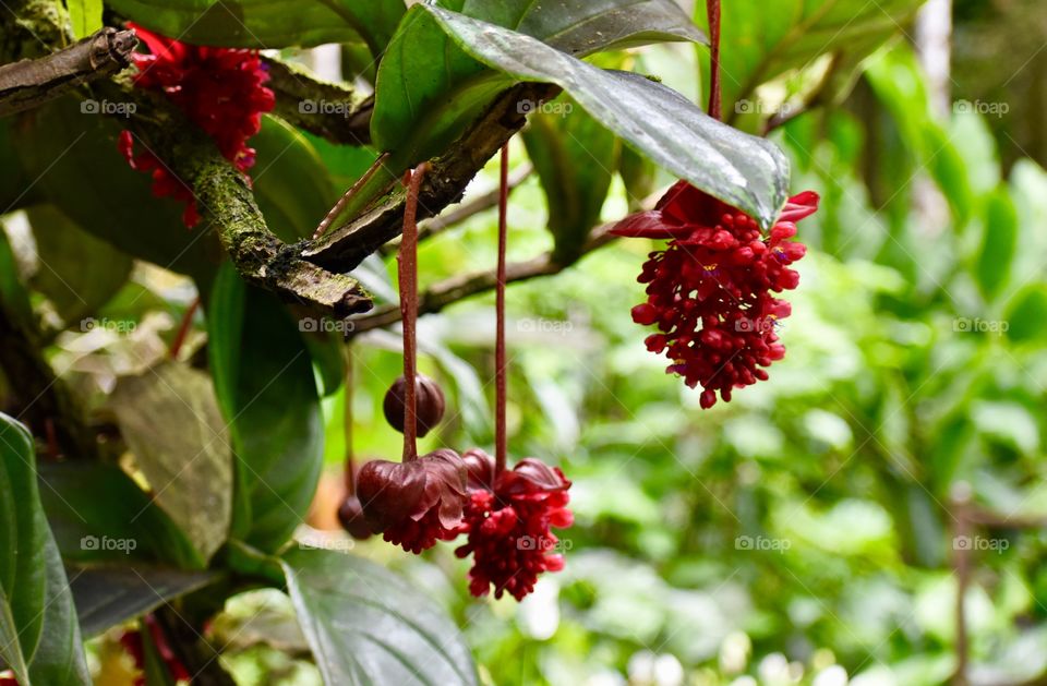 Red balls that hang and open with a burst of red blooms