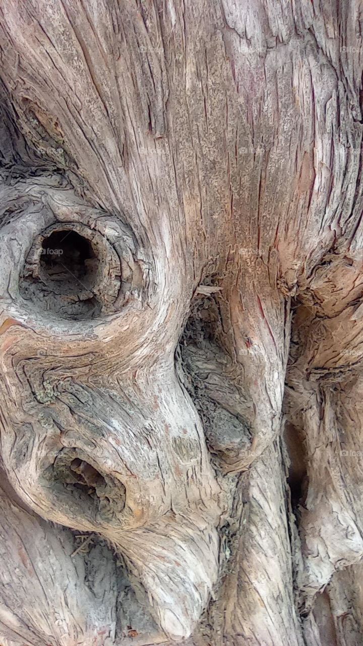 gnarly tree trunk / nudos en tronco de arbol