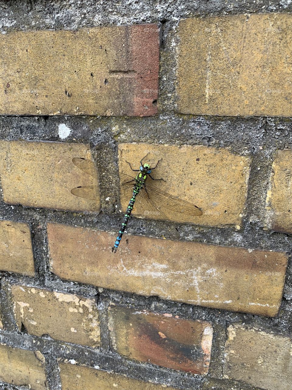 Close up shoot of a dragonfly on a brick wall 