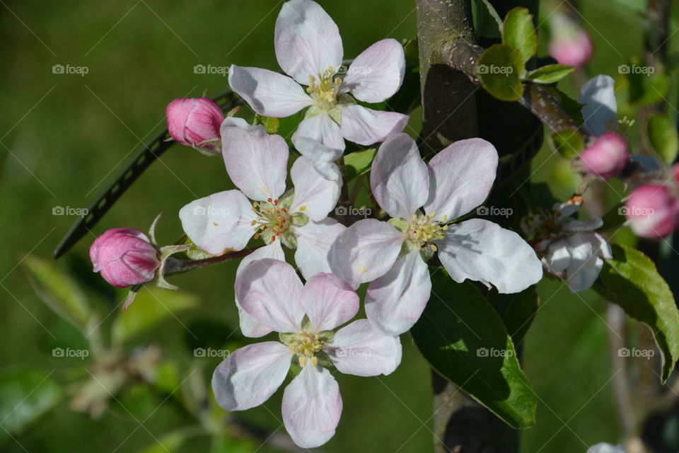 White flower blooming on tree
