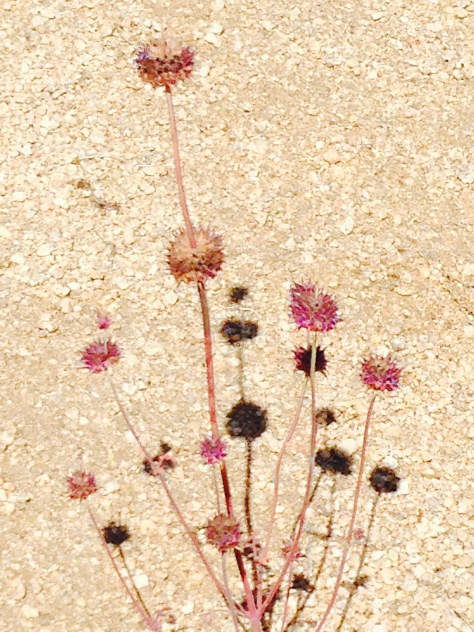 Desert plants popping