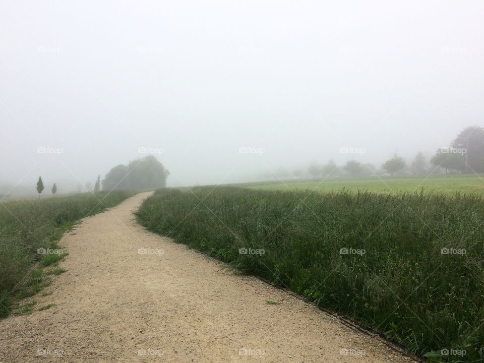 Foggy trails 
