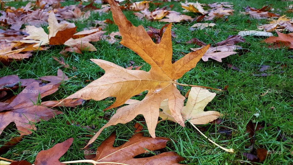 Leaf, Fall, Maple, Season, Nature