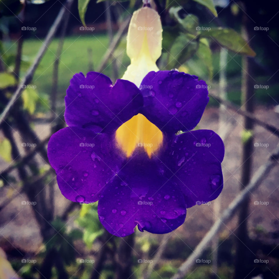 🌹 🇺🇸 Very beautiful flowers to brighten our day.  Live nature and its beauty. Did you like the delicate petals? / 🇧🇷 Flores muito bonitas para alegrar nosso dia. Viva a natureza e sua beleza. Gostaram das pétalas delicadas? 