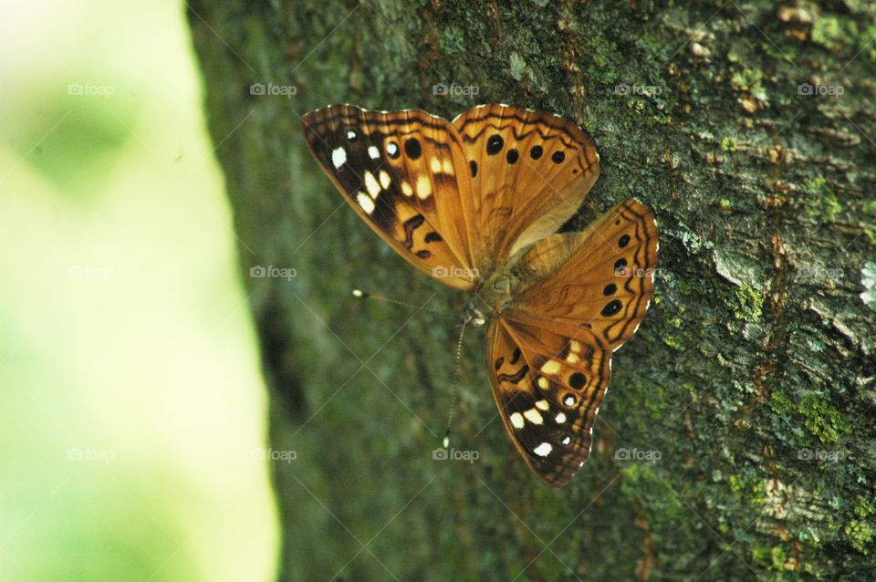 butterfly on a tree
