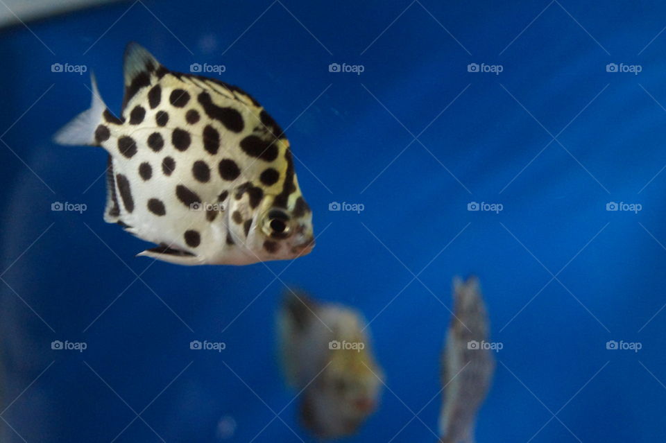 Aquarium fish
