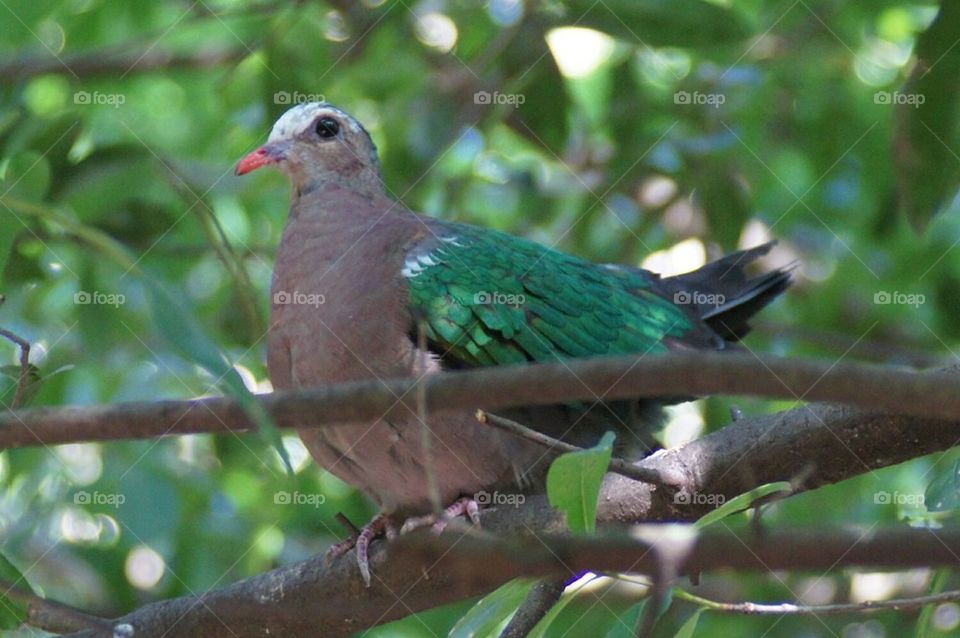 Common Emerald Dove