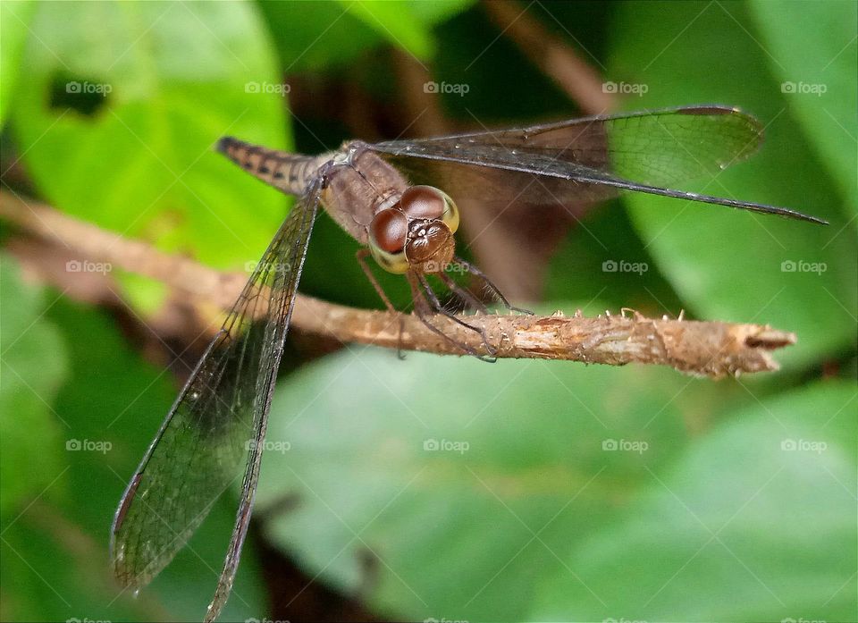 Brown dragonfly on the branch.