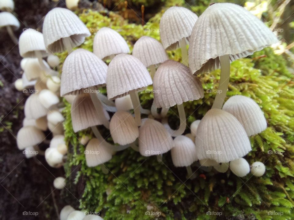 mushrooms in forrest
