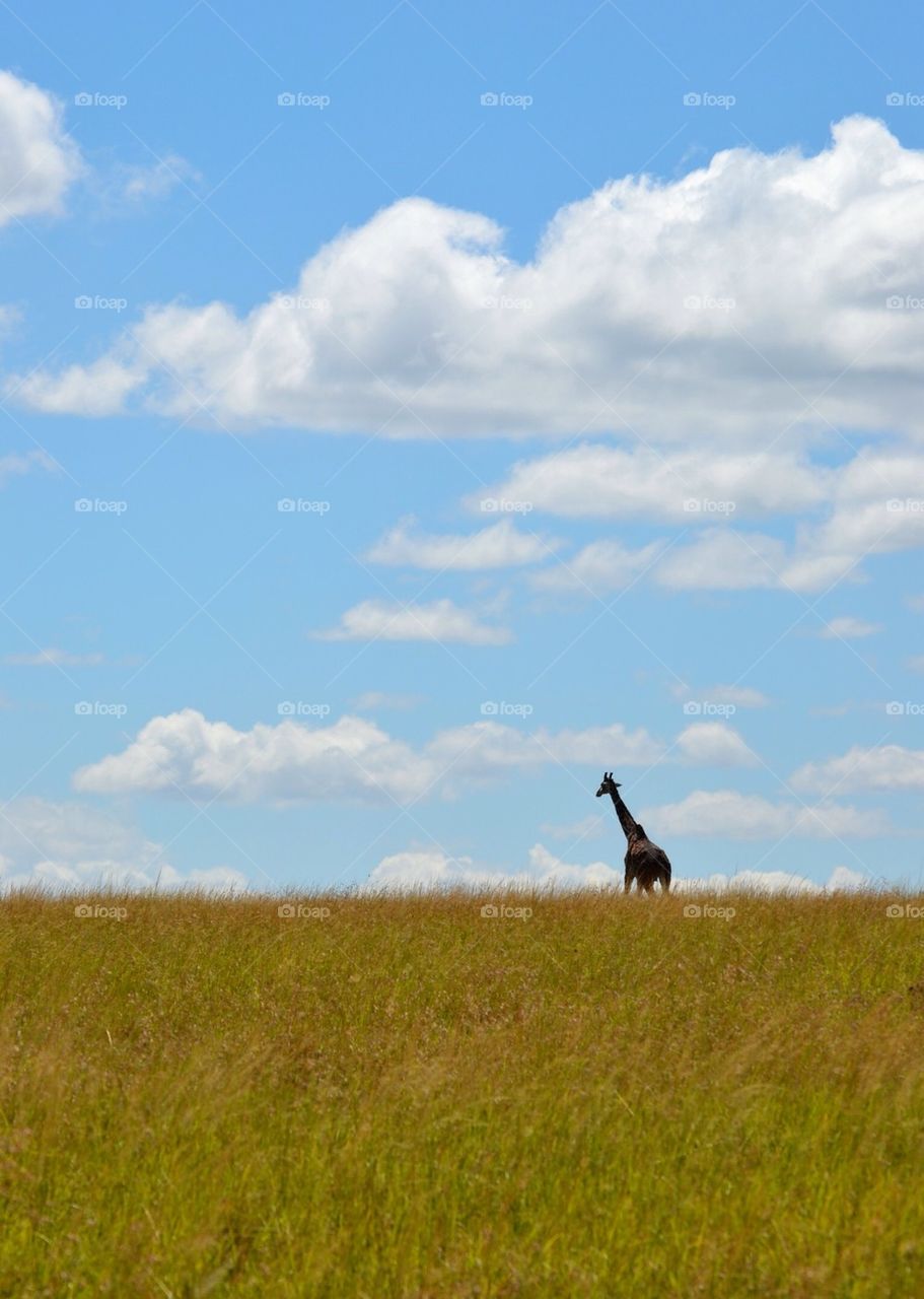 Giraffe on the Savannah