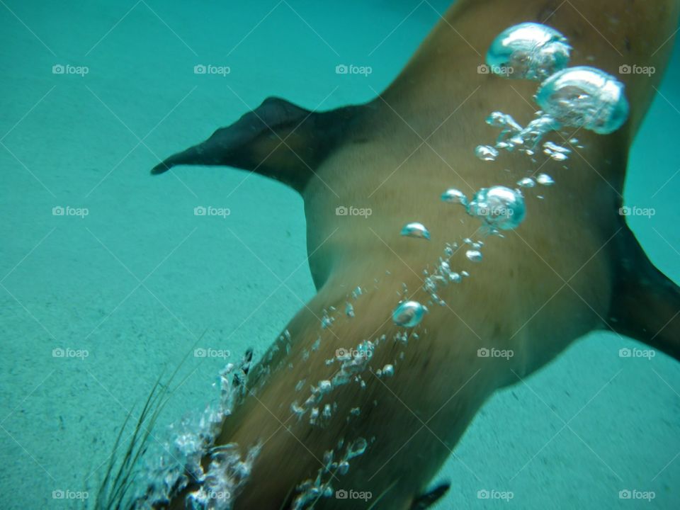 Seal bubbles