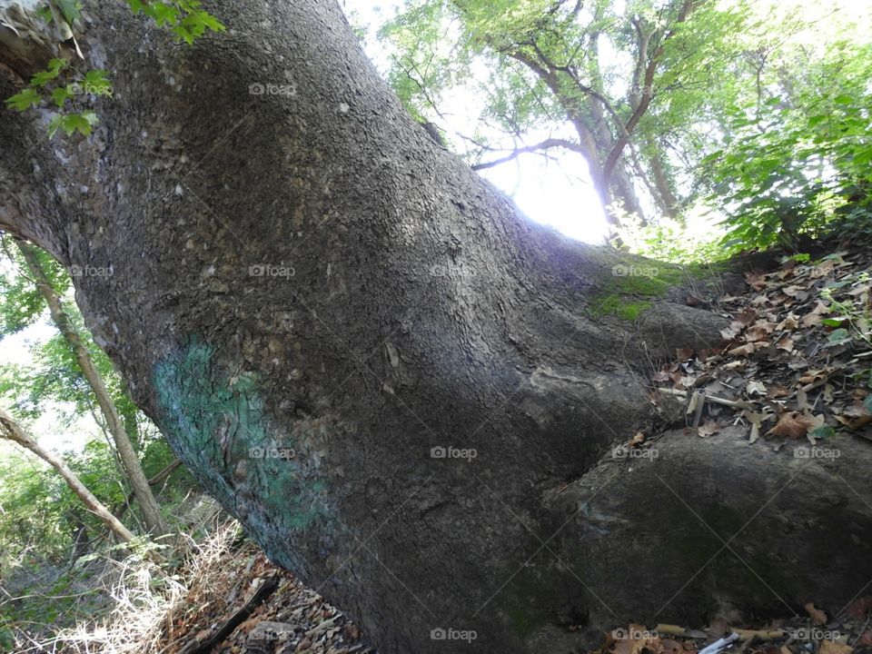 giant tree in Ohio Woods