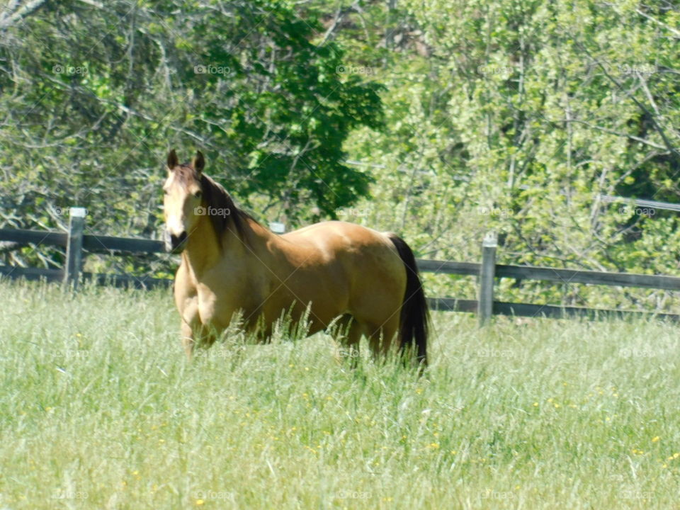 Sun Horse