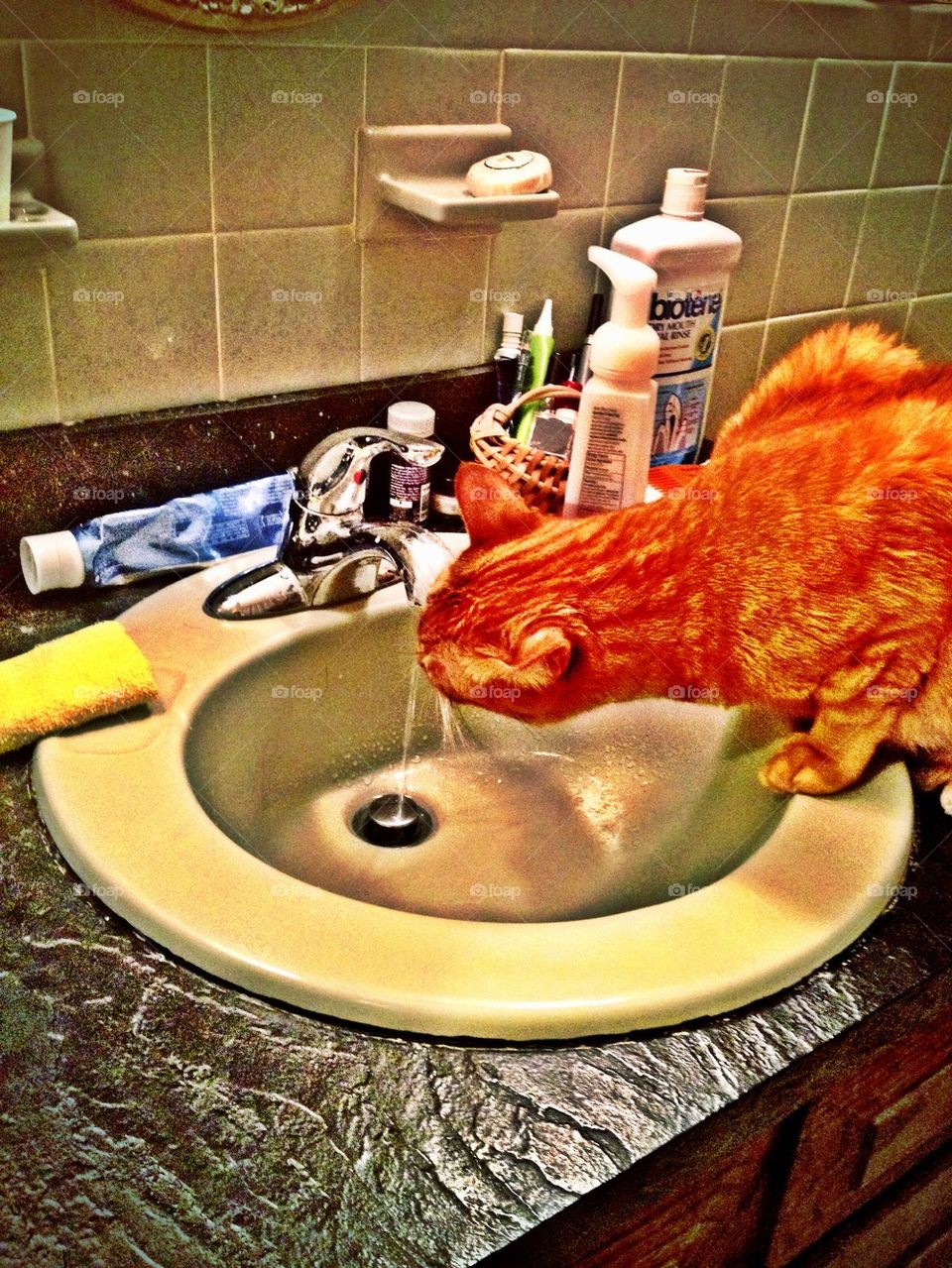 Cat Drinking Fountain