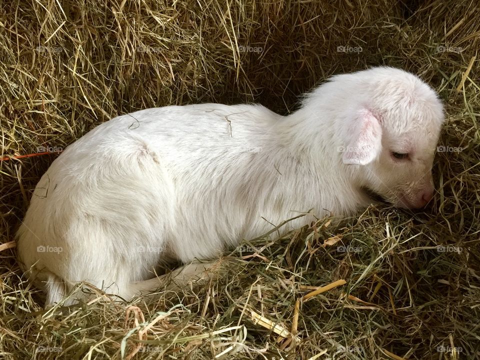 Adorable little goat