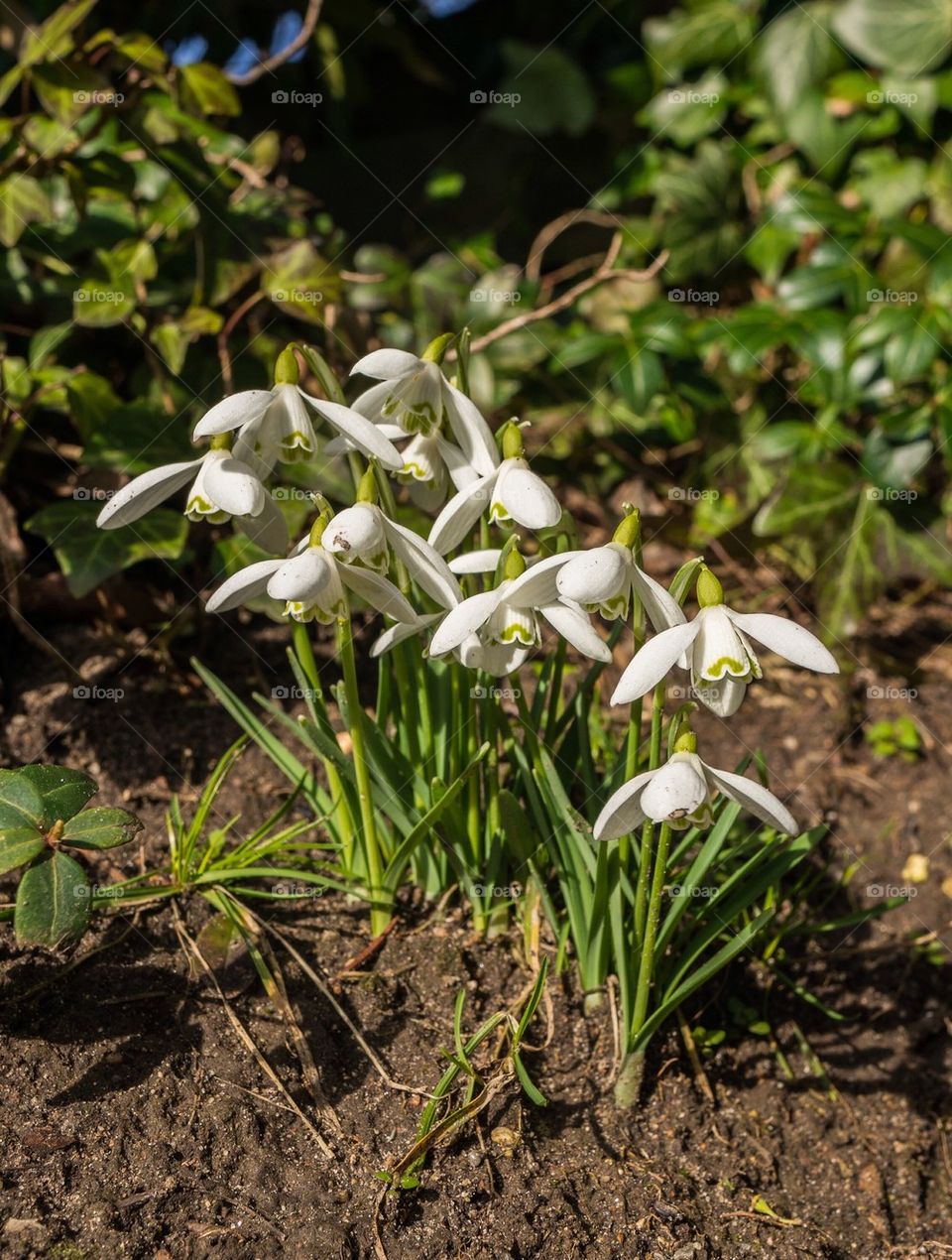 Galanthus flower blooming outdoors