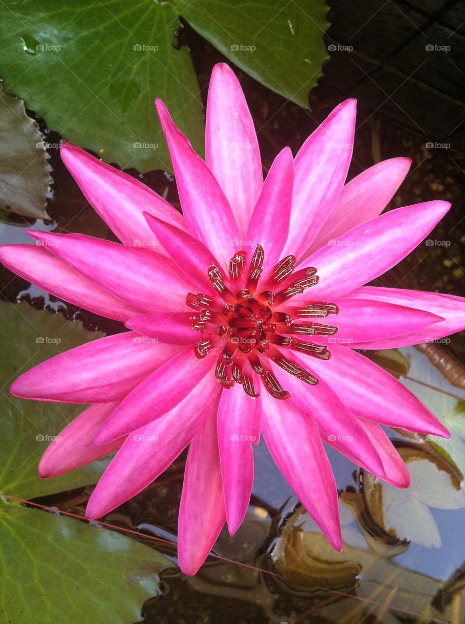 Vibrancy . shocking pink water lily from my pond