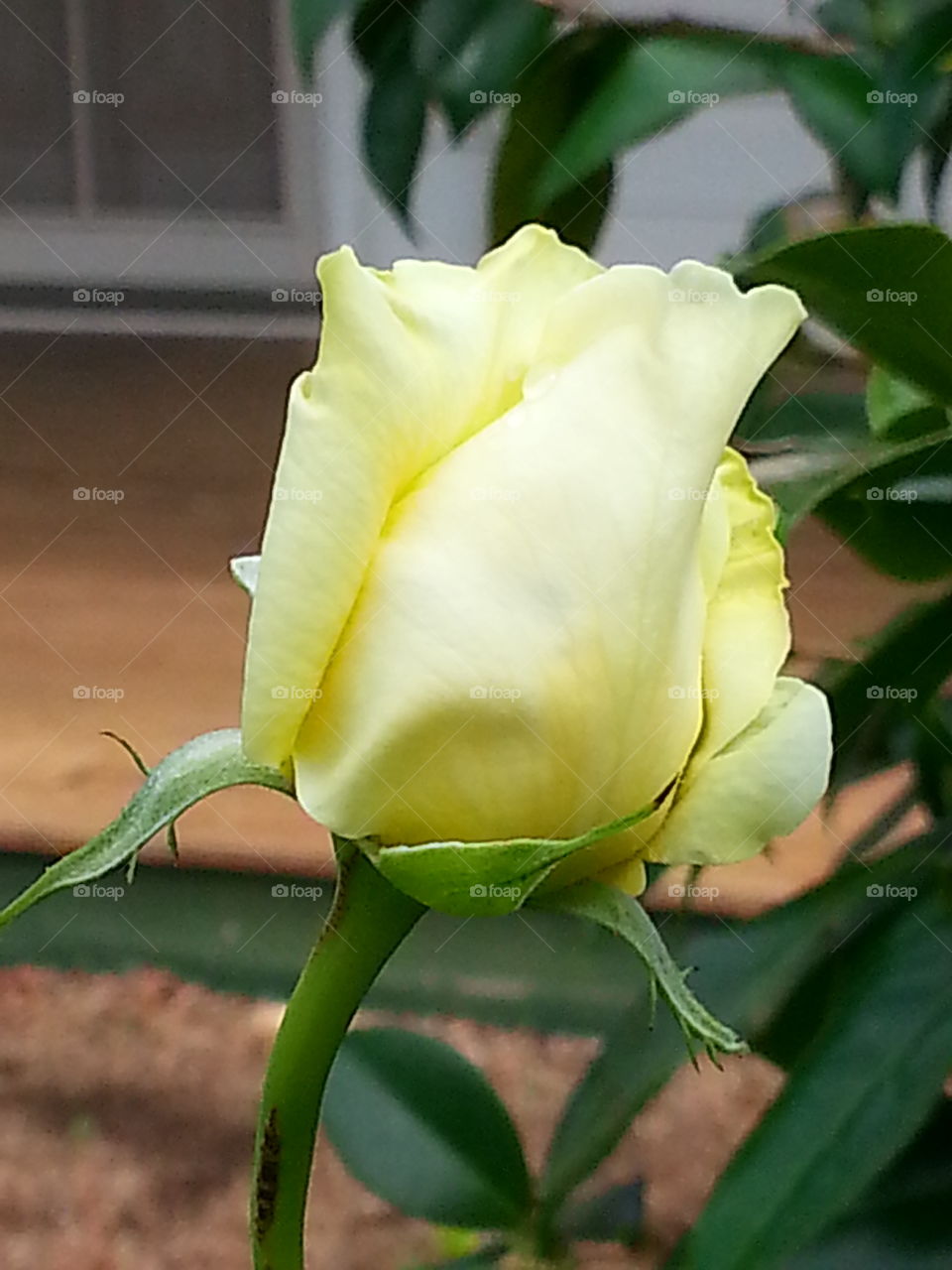 A Lovely  yellow Rose starting to open out into full bloom