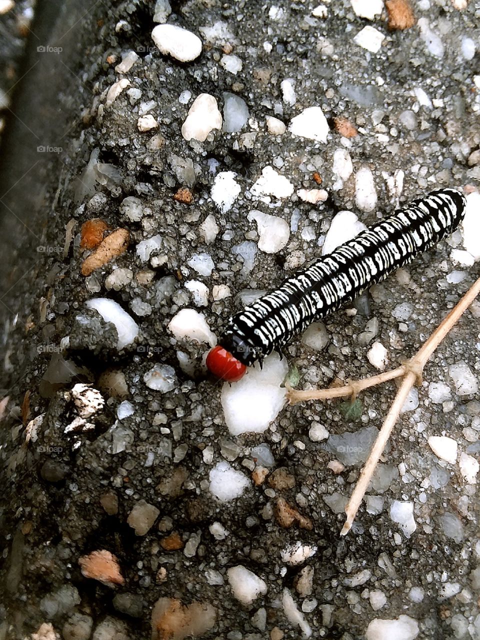 amazing caterpillar crawling along the wet asphalt