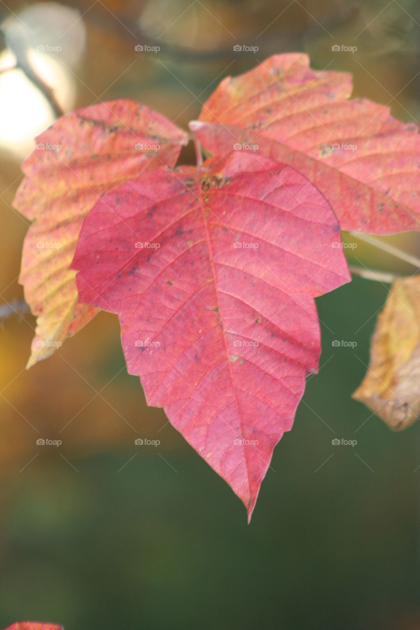 Fall leaves