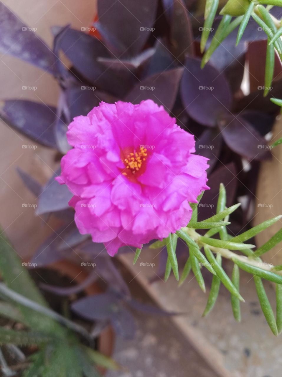 pink flower fresh seasonal looking very beautiful generally found everywhere fresh seasonal