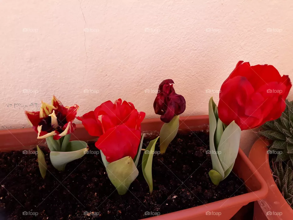 Tulip Mix