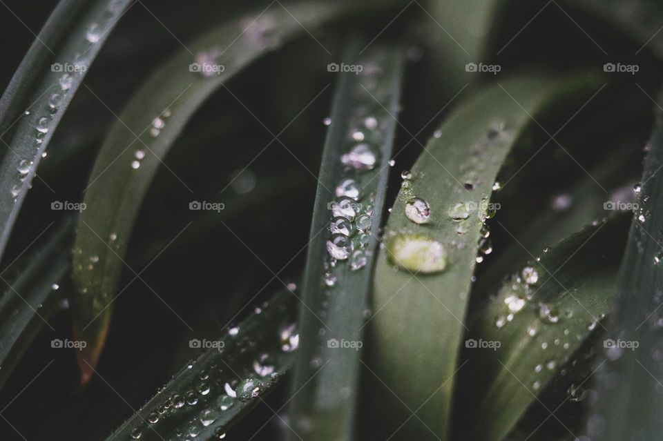 water drops