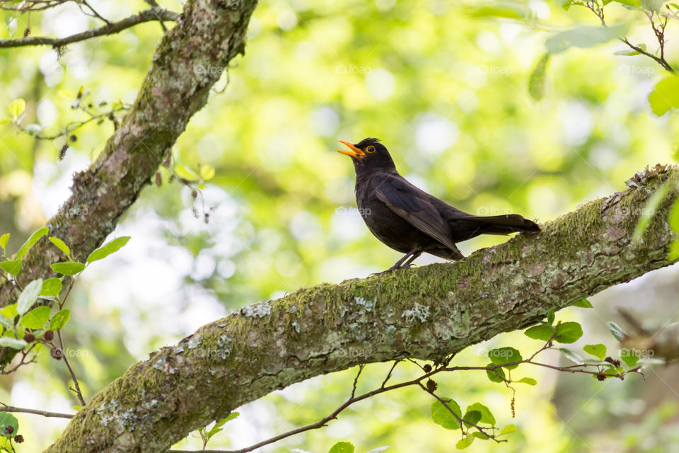Blackbird on a tree branch singing, green leaves in spring 