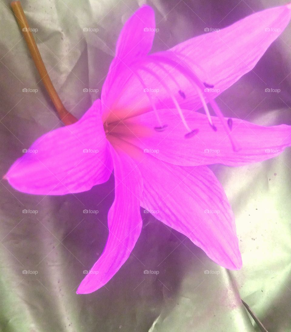 Pink flower of tube rose family