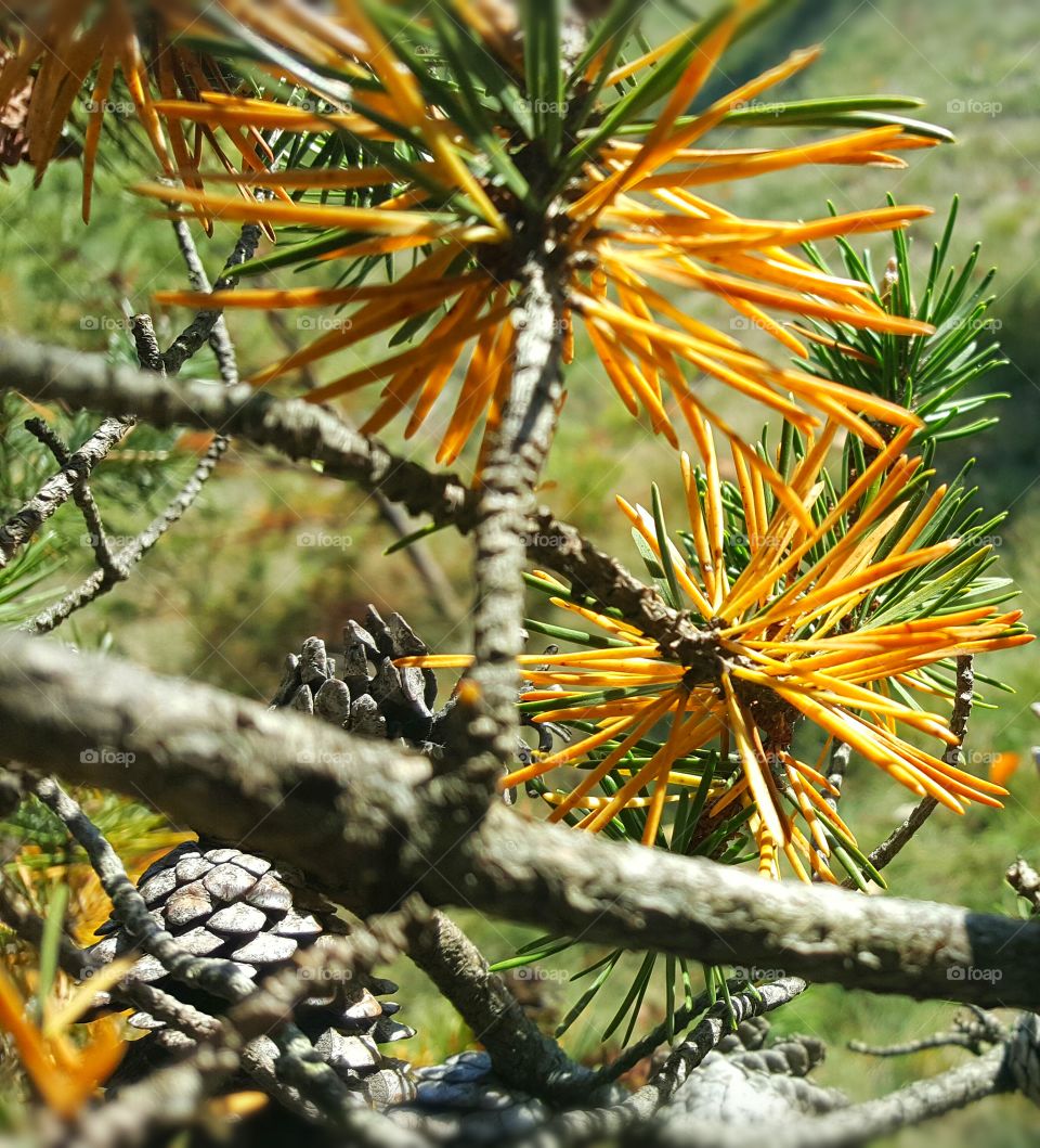 pine cones, branches and colorful pine needles in the fall