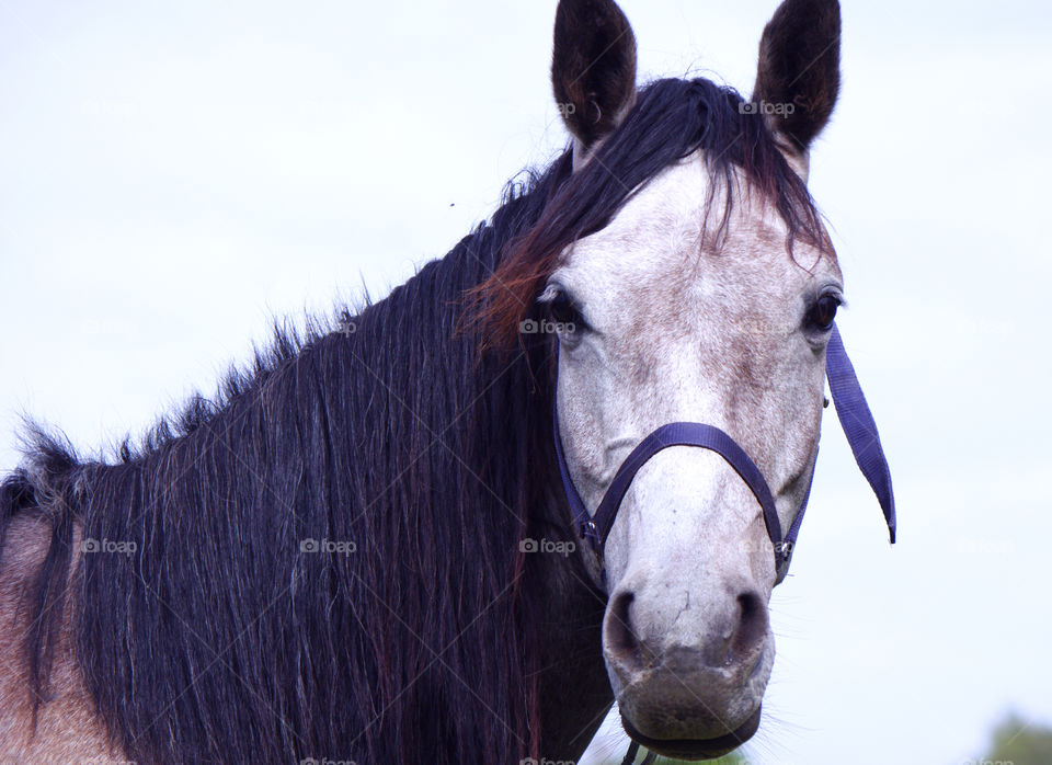 Pony looking at camera