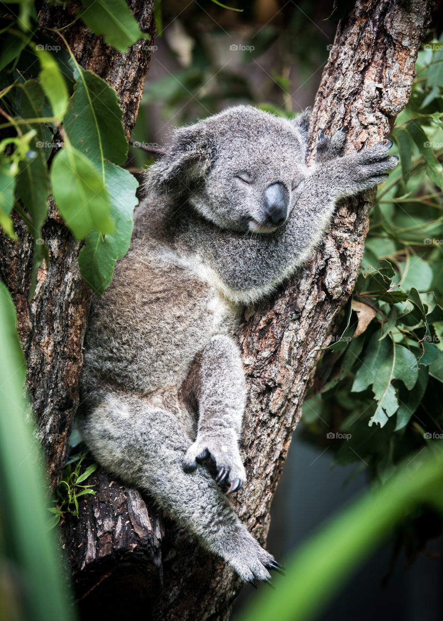 Sleeping koala on tree